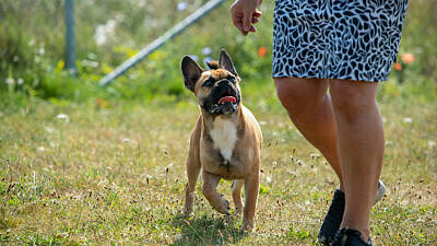 Hund.