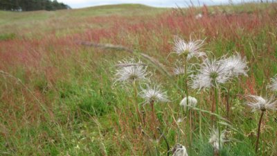 Backsippor (överblommade) och ängssyra i naturreservatet Flyinge ängar.