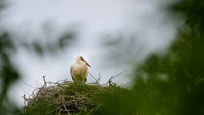 Stork i sitt bo