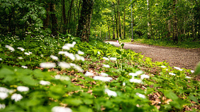Närbild på blommande vitsippor med en skogsstig i bakgrunden