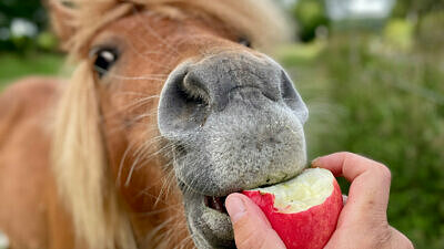 Häst äter äpple