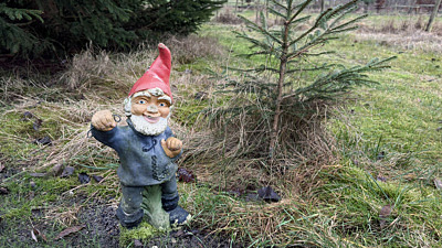 Porslinstomte i naturen