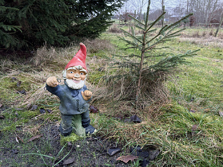 Porslinstomte i naturen