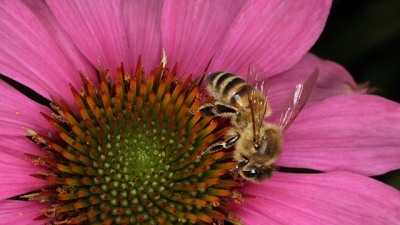 Ett bi på en blomma