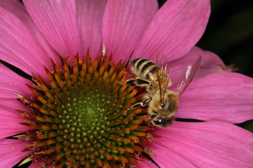 Ett bi på en blomma
